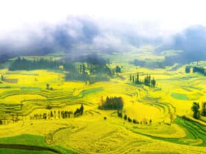 Aerial view of the geometric patterns formed by the Canola Flower Fields, showcasing their scale and beauty.